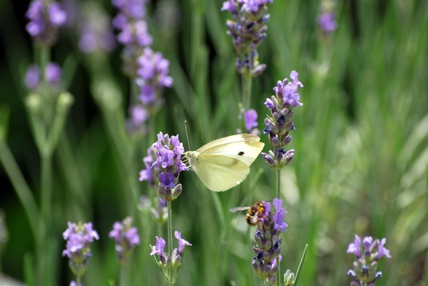 Nikon_06062009_3573