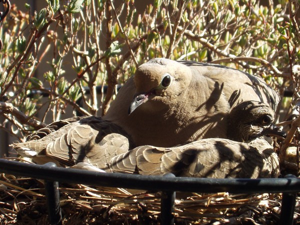 Mourning Doves