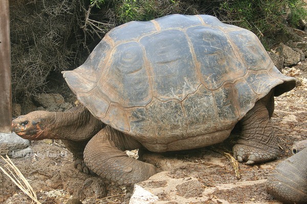 Galapagos Giant Tortoise