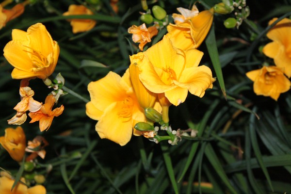 Brightness