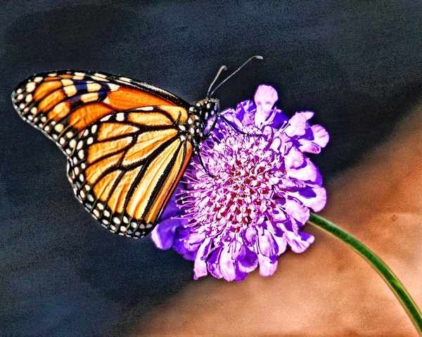 Butterfly