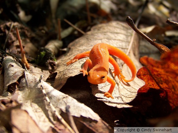 Newt