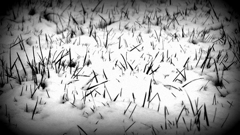 Grassy Snow
