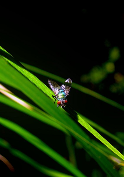 Supa Dupa Fly 2