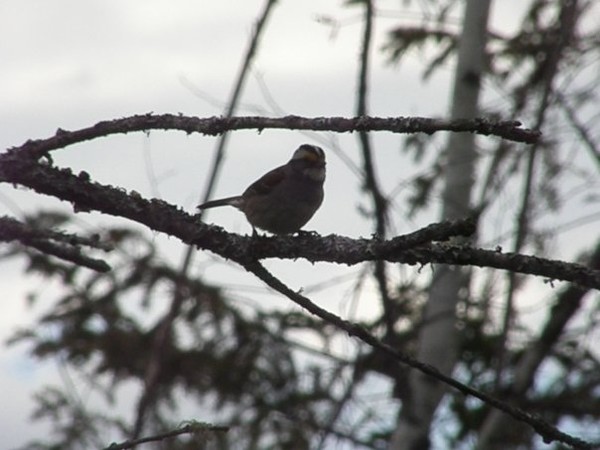swamp sparrow