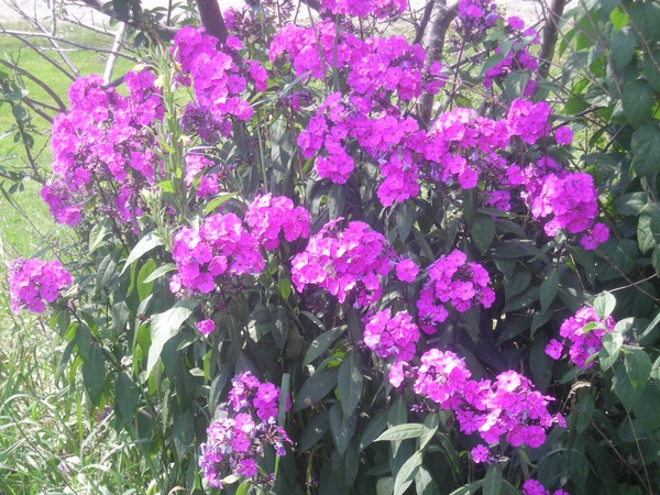 riot of color