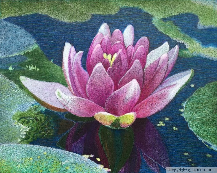 LE NYMPHEA ROSE
