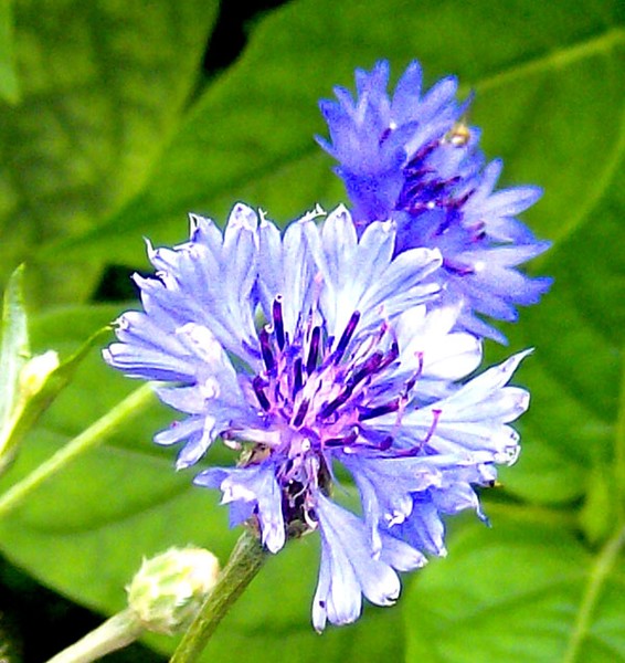 Blue Buttons