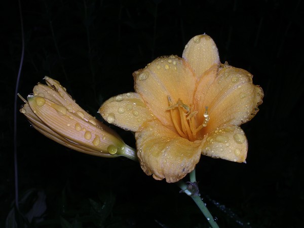Night Lilly