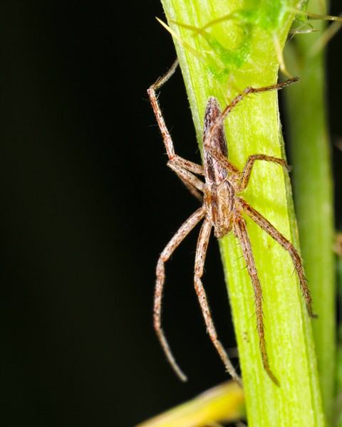 Spider!!
