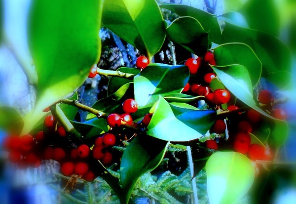 autumn berries