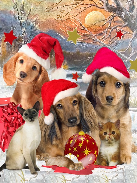 Dachshund and Friends Christmas Gathering