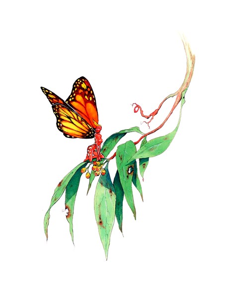 fairy Series-
