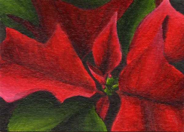 ACEO Christmas Poinsettia