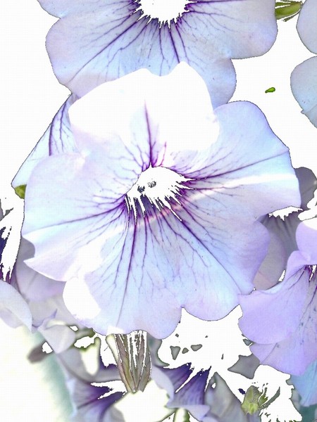 FLOWER 101