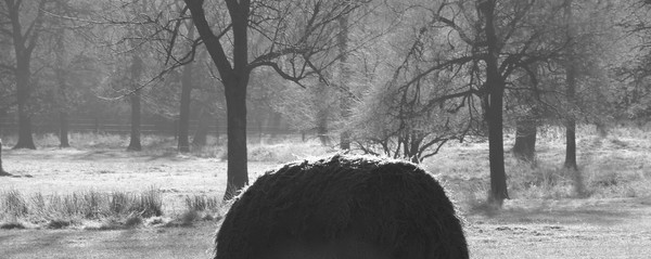 winter hay