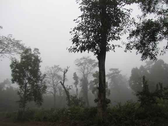 landscape1