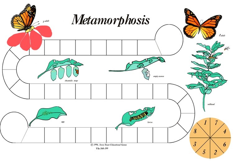 The Metamorphosis of the Monarch