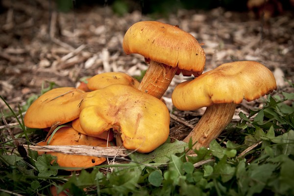 Mushrooms