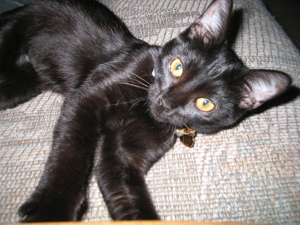 Onyx