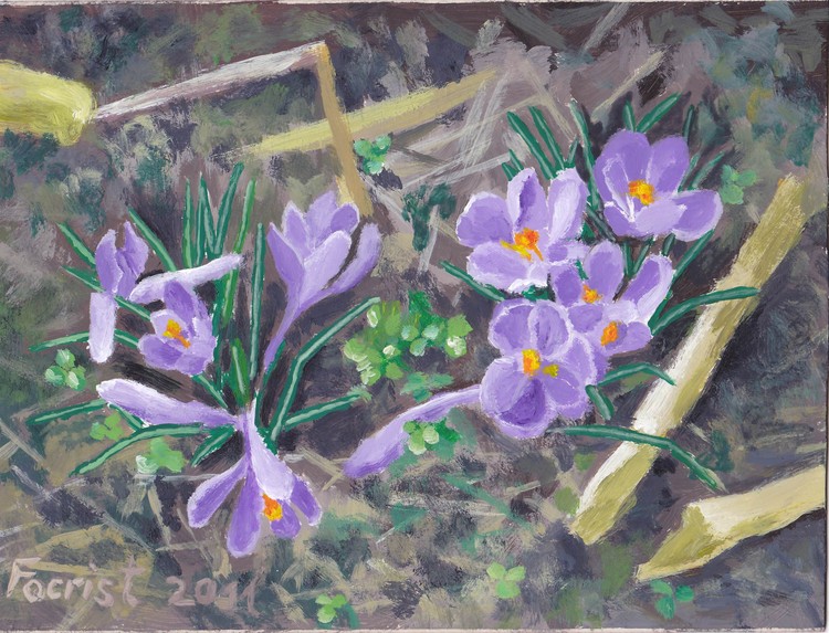 Purple Spring Crocuses