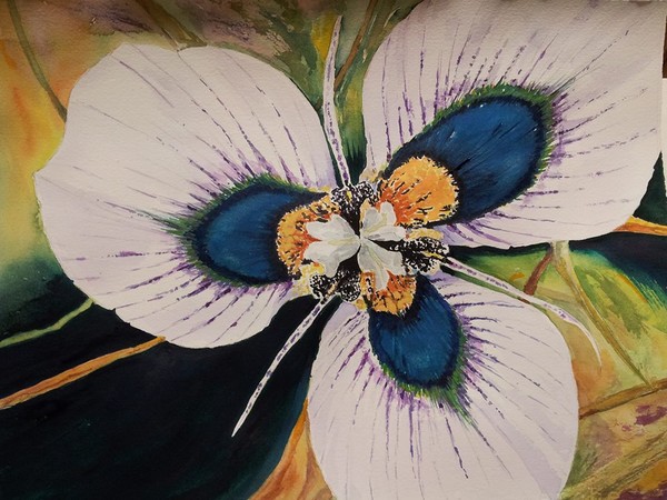 Peacock Pansy