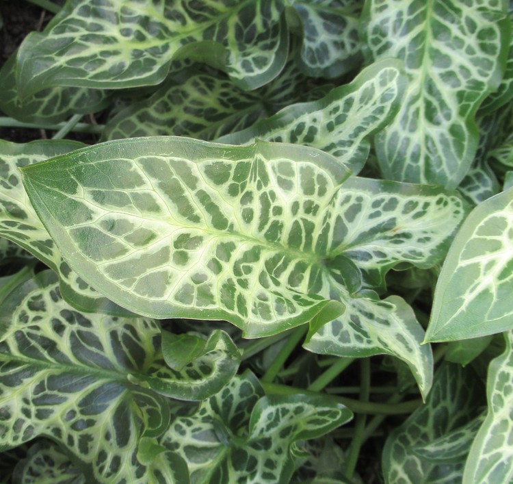 A GREEN COLOR TOUCH !!