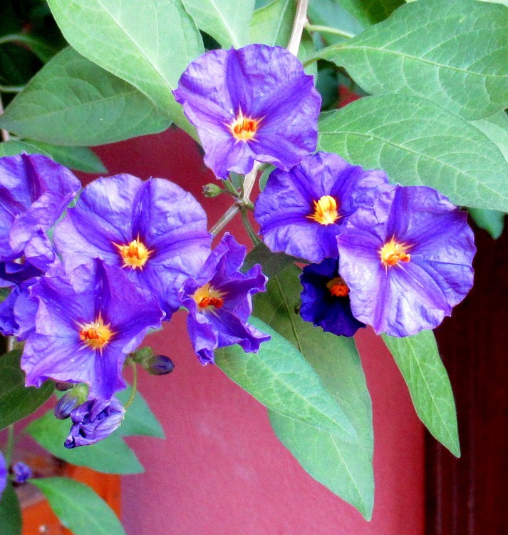 PURPLE BEAUTIES