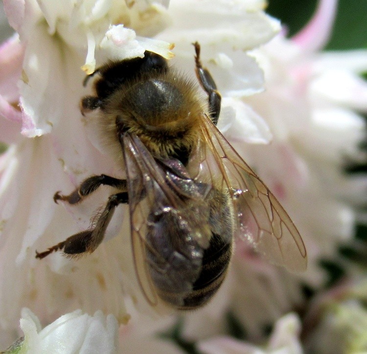 BEE AT WORK