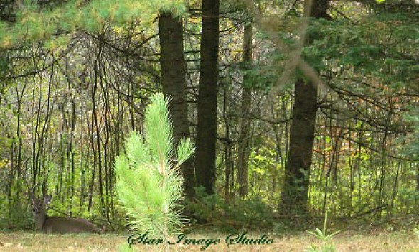 NATURE'S TENT -Resting deer