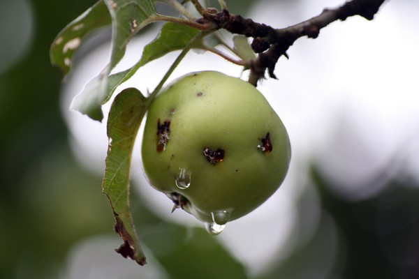 Dripping apple