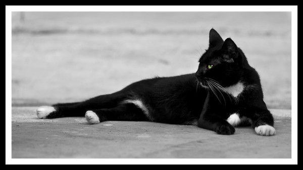 Reclined Feline