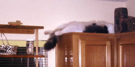 Dead Cat