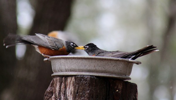 Beak to Beak