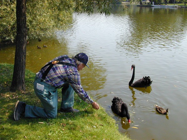Living With Swans