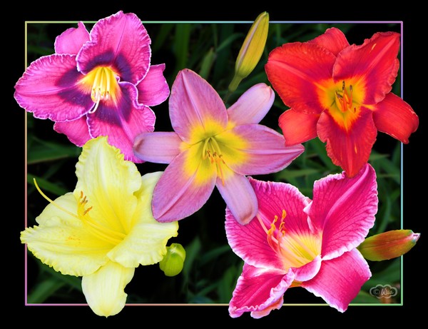 Day lily delight