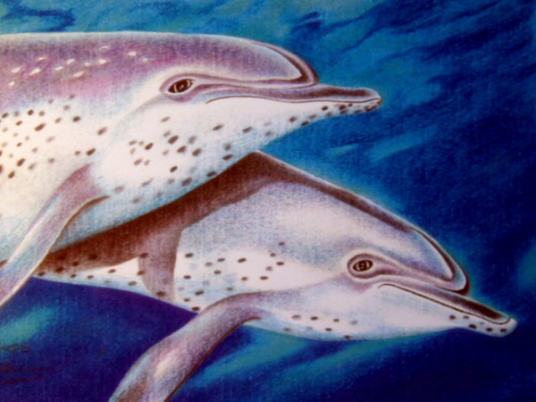 Atlantic spotted dolphins