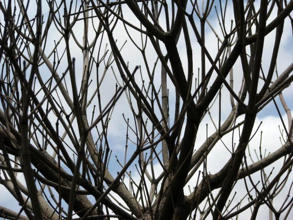 tree-3