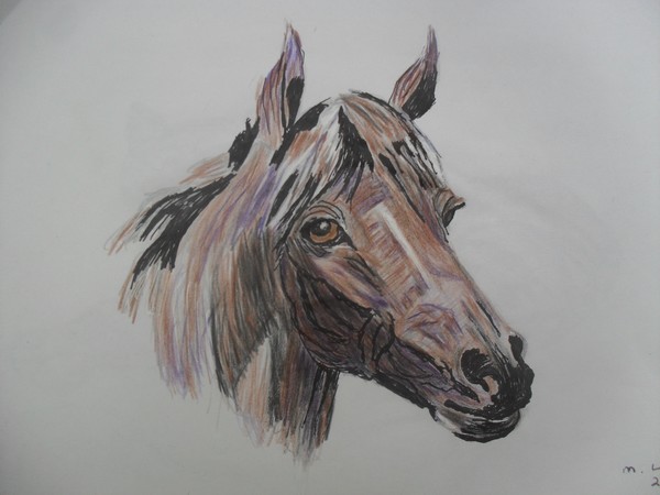horse prtrait