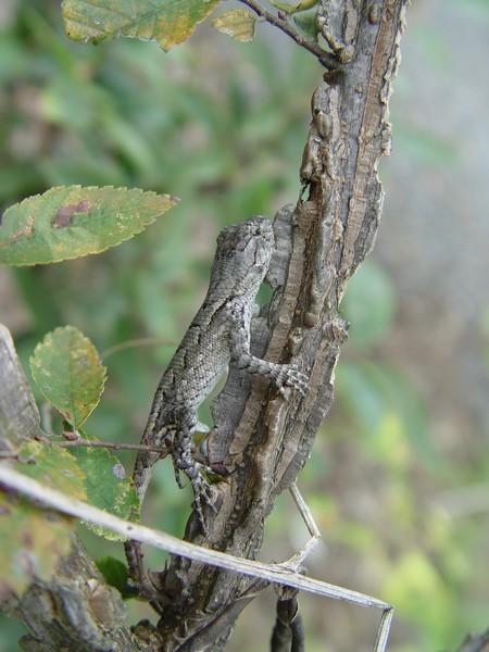 More Lizard Camo...
