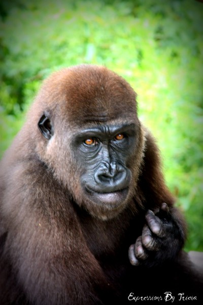 Gorilla Portrait