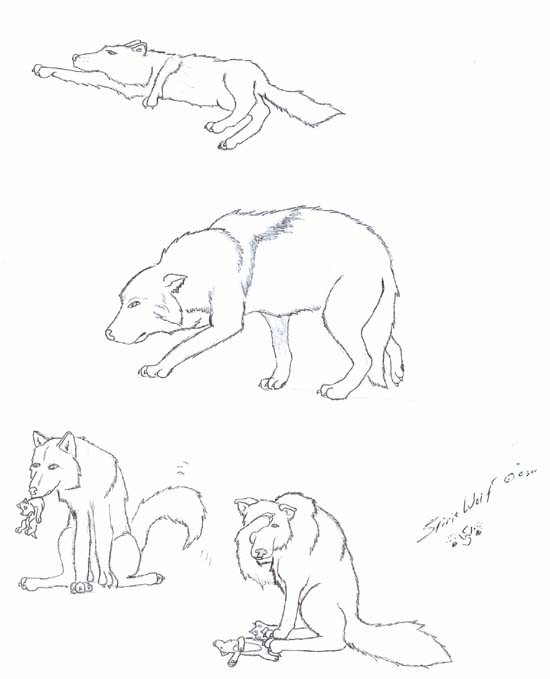 Wolf Home Poses