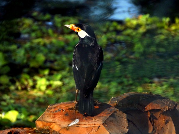 BIRD IN BLACK 