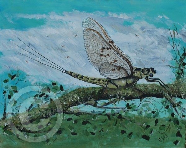 THE MAYFLY