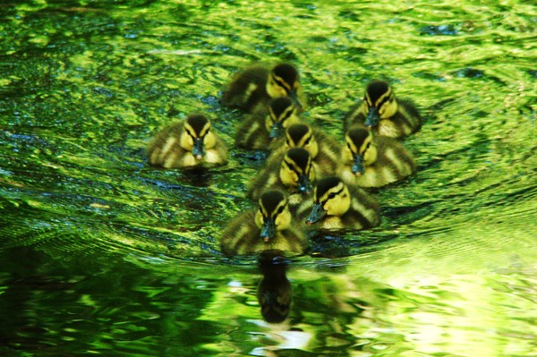Duckling Swim Team 232 8