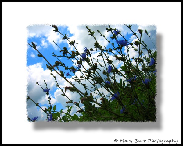 Wild Cornflowers