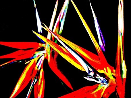 Bird of Paradise III