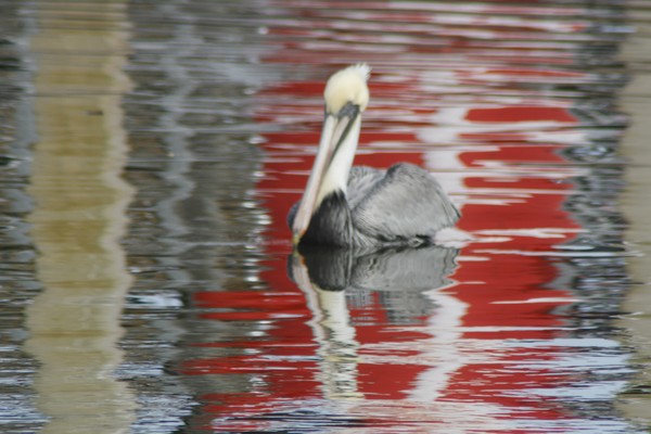 pelican
