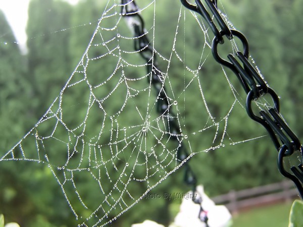 Where are you Spider?