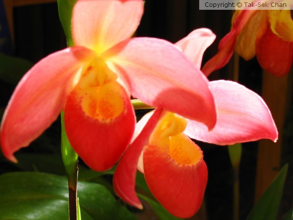 Slipper Orchid (Paphiopedilum Darling)